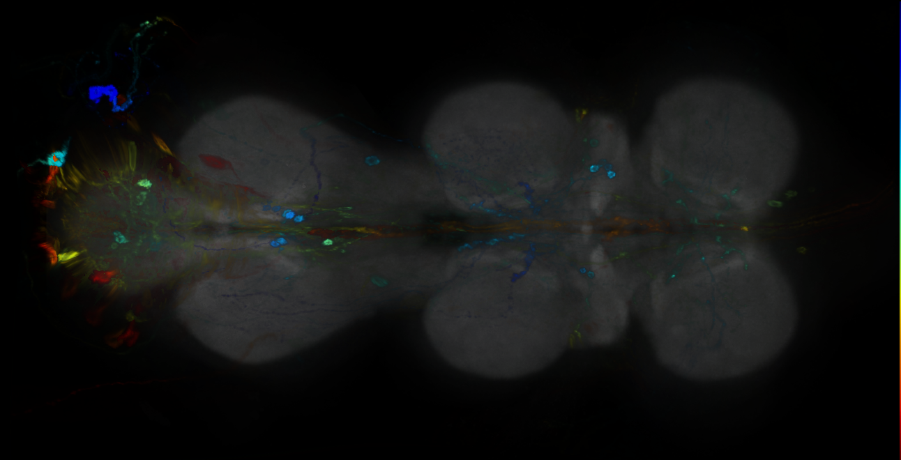 P{GMR14H04-GAL4} expression pattern