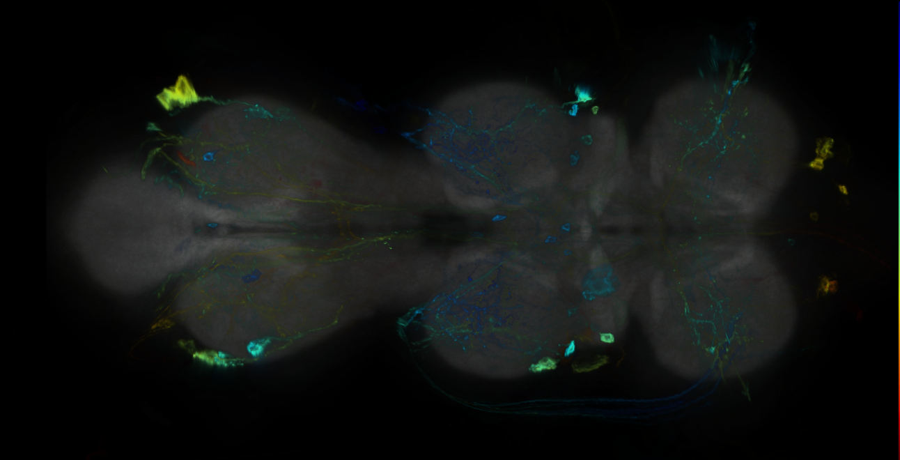 P{GMR15C02-GAL4} expression pattern
