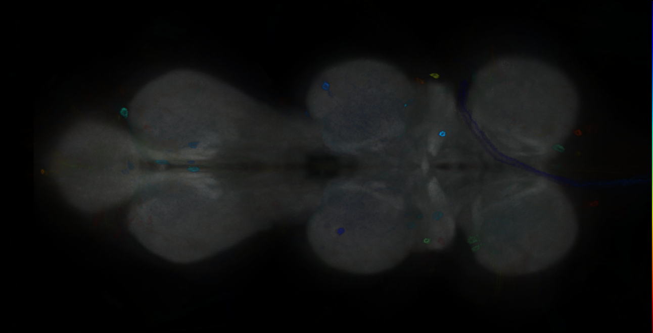 P{GMR15D05-GAL4} expression pattern