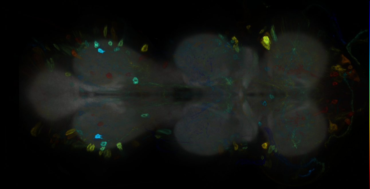 P{GMR15E05-GAL4} expression pattern