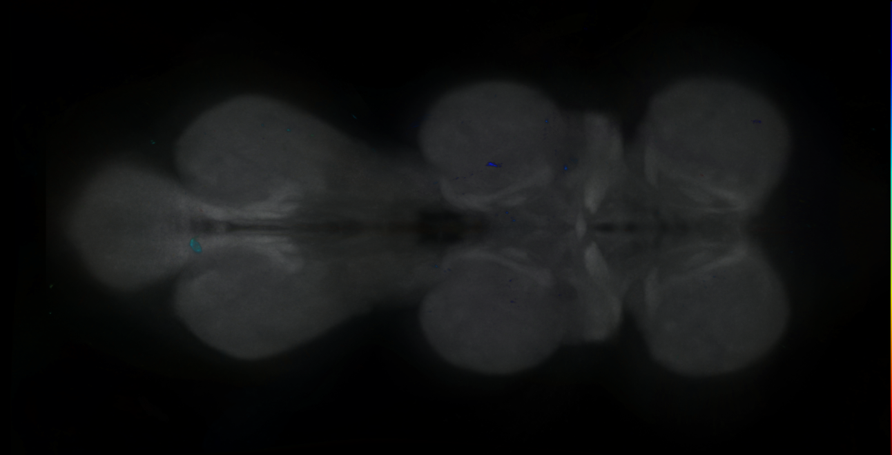 P{GMR15G02-GAL4} expression pattern