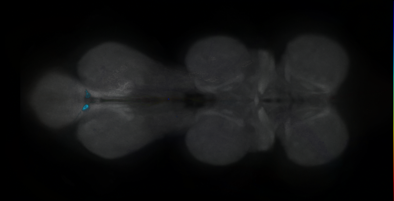 P{GMR15G05-GAL4} expression pattern