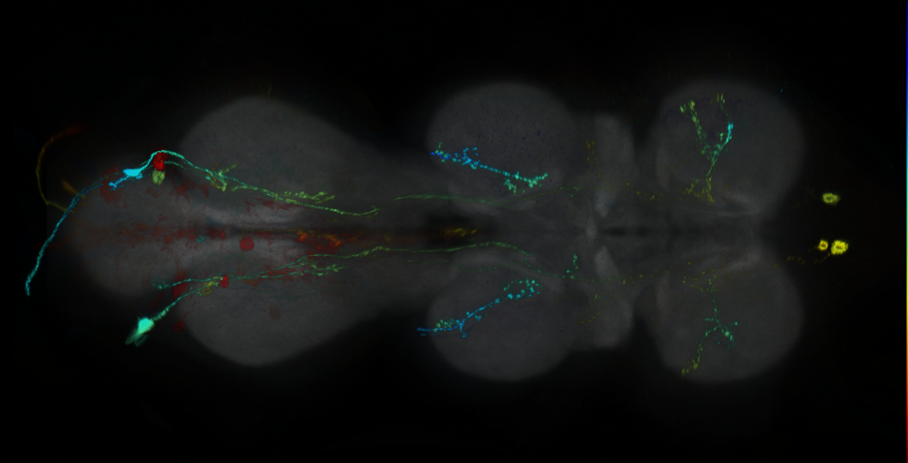 P{GMR15G12-GAL4} expression pattern