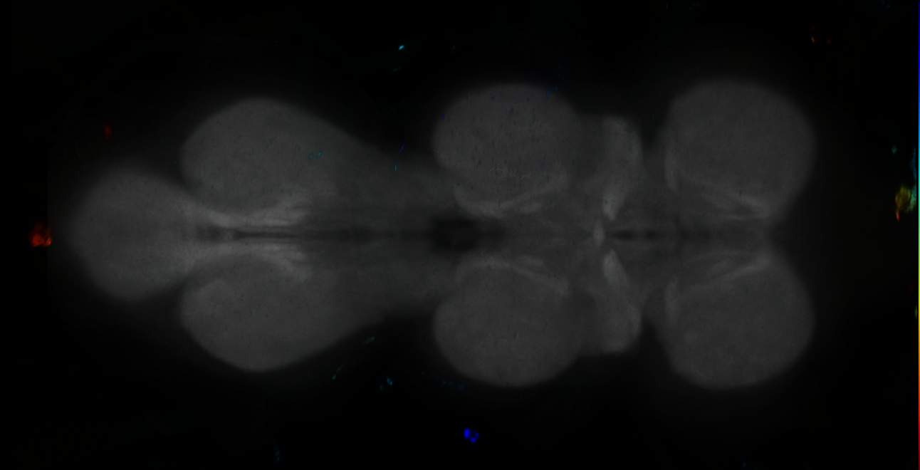 P{GMR16A03-GAL4} expression pattern