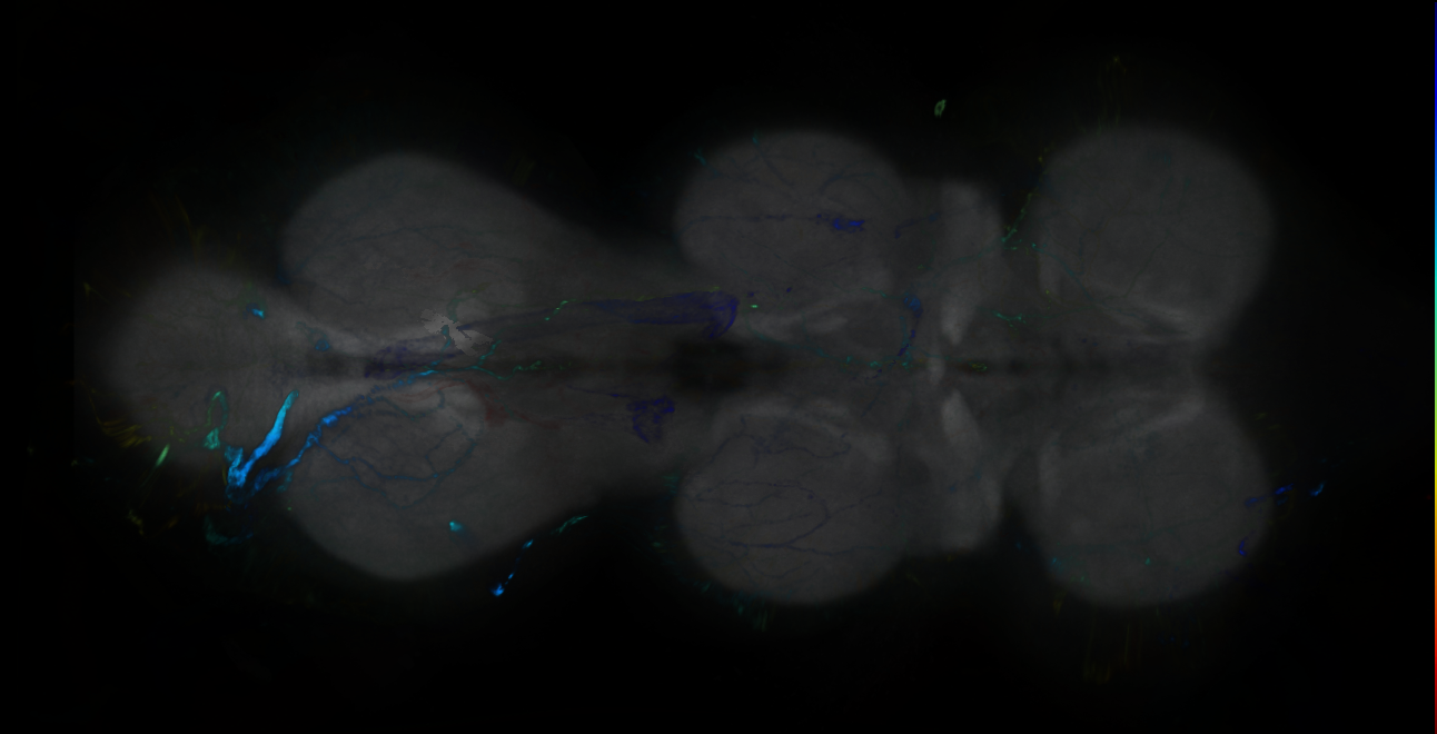 P{GMR16A04-GAL4} expression pattern