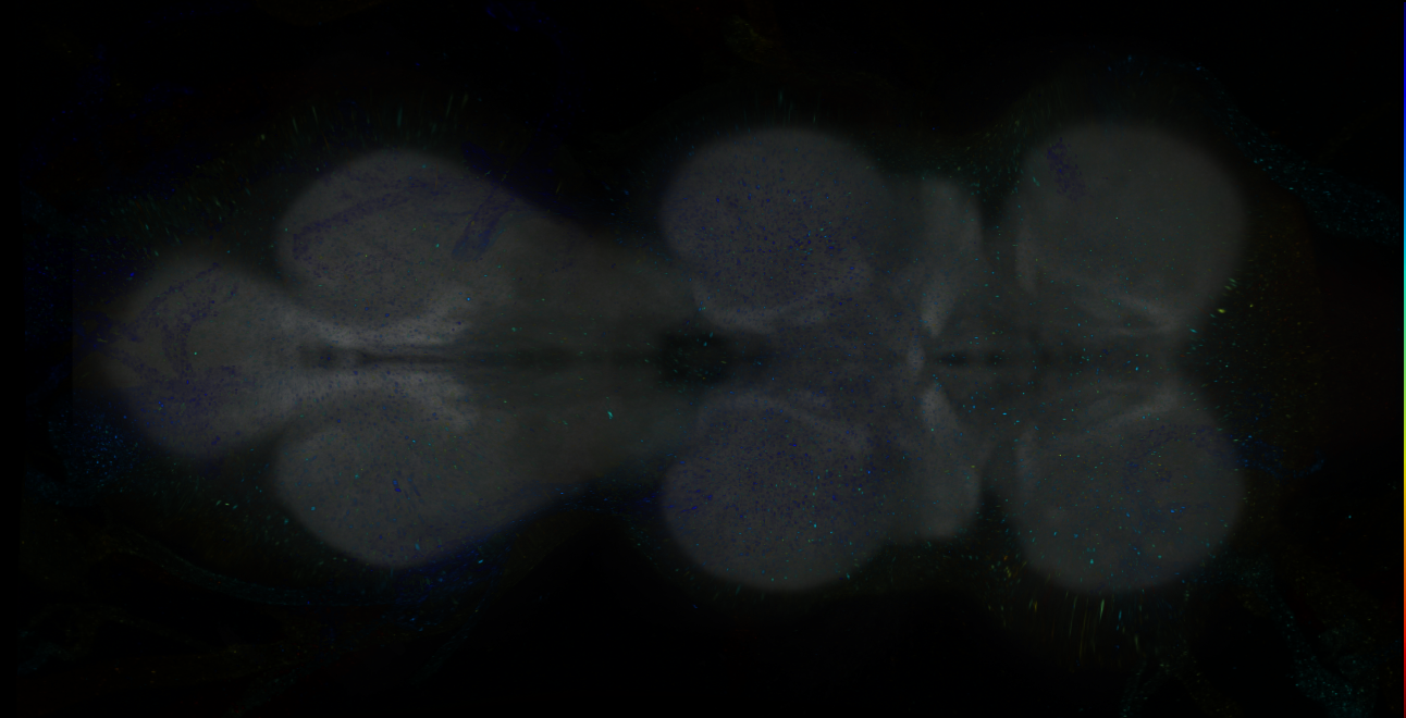 P{GMR16A05-GAL4} expression pattern