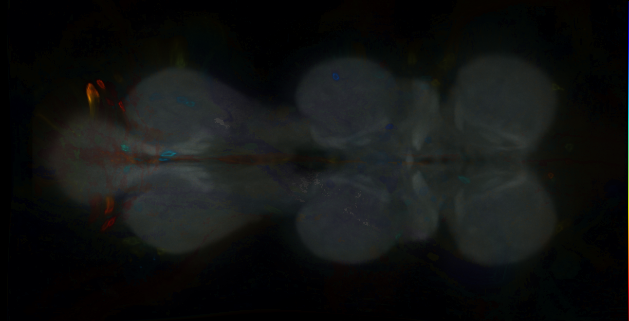 P{GMR16A06-GAL4} expression pattern