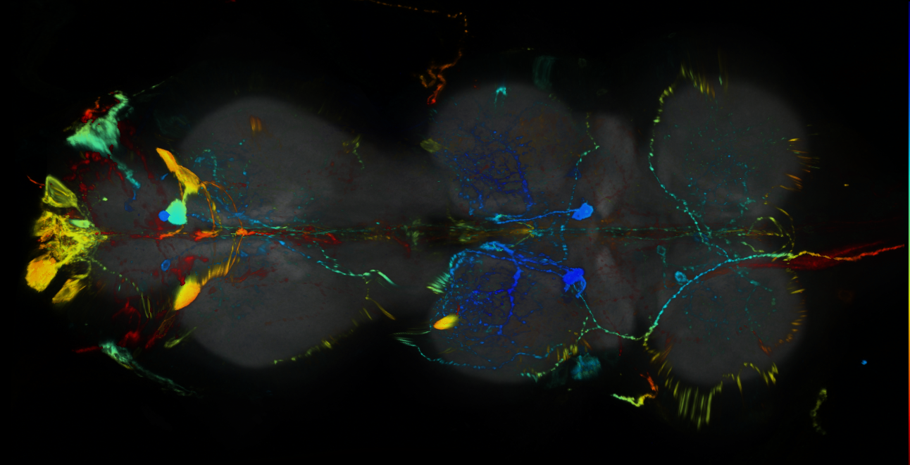 P{GMR16A07-GAL4} expression pattern