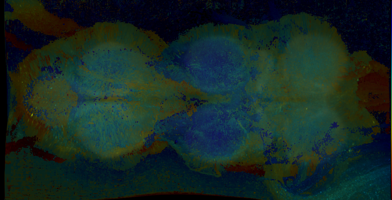 P{GMR16A08-GAL4} expression pattern