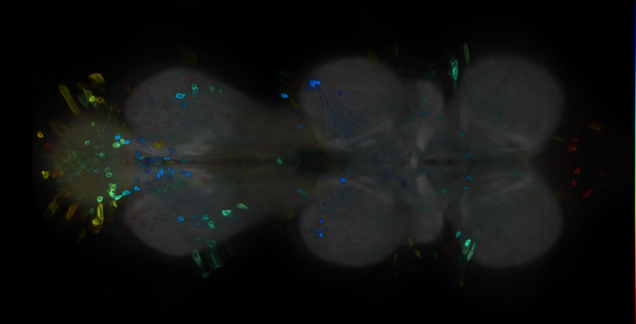 P{GMR16B01-GAL4} expression pattern