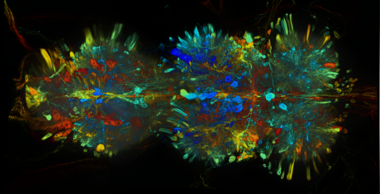 P{GMR16B03-GAL4} expression pattern
