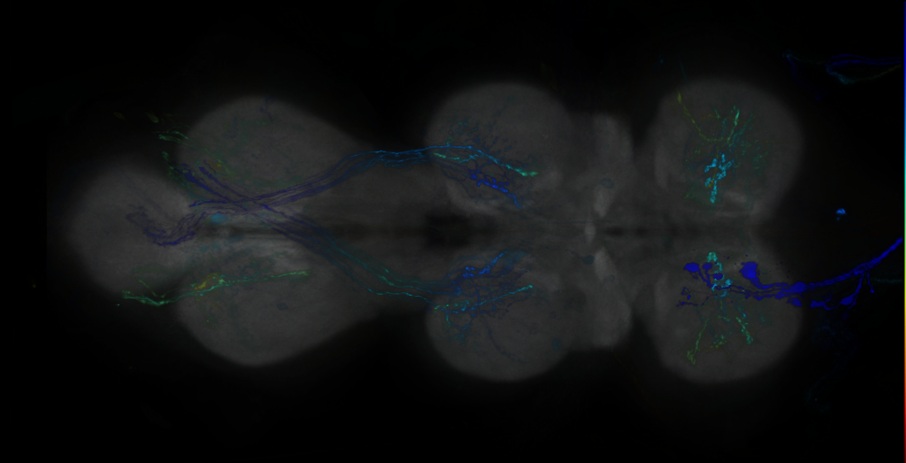 P{GMR16B05-GAL4} expression pattern