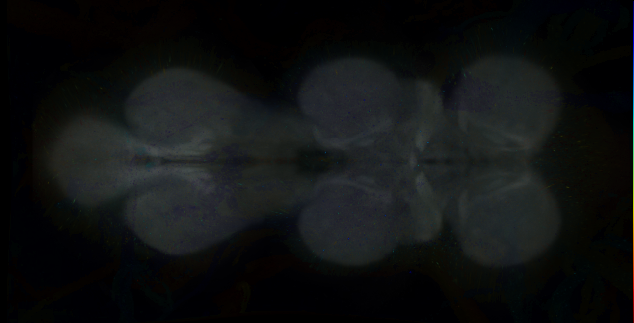 P{GMR16B12-GAL4} expression pattern