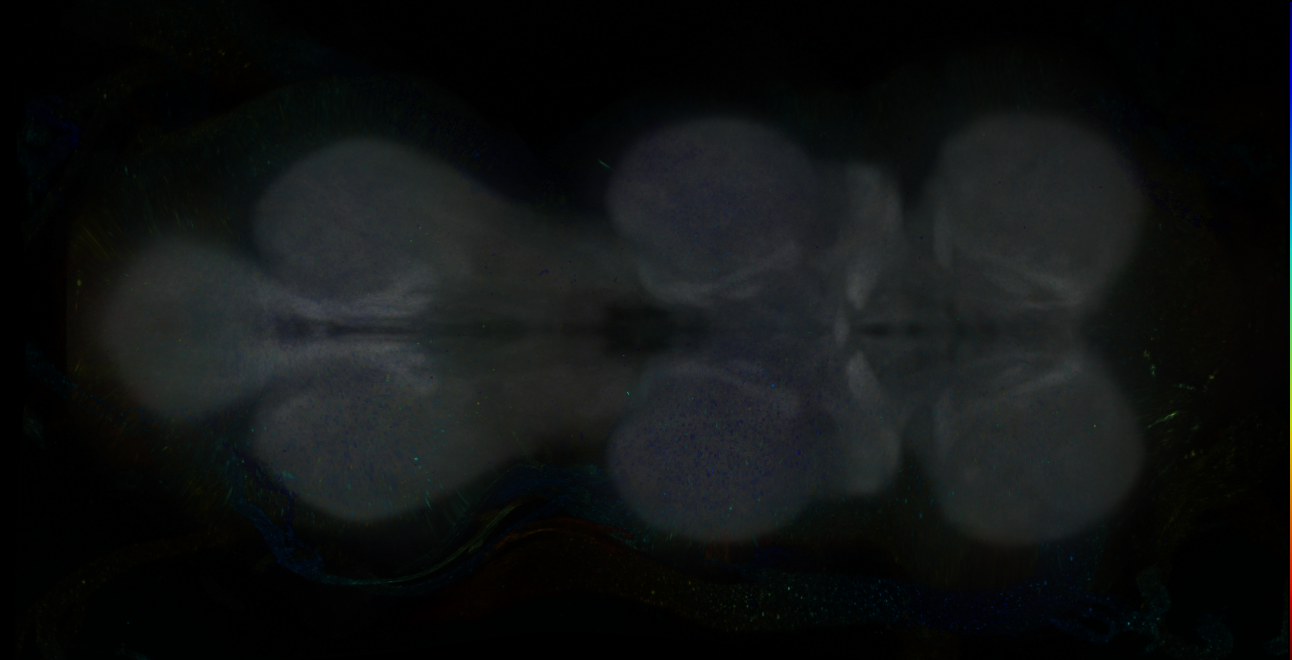 P{GMR16C01-GAL4} expression pattern