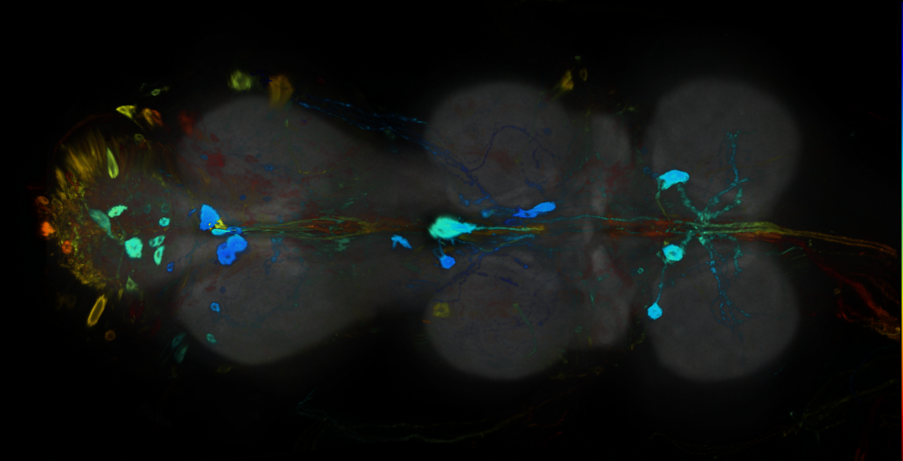P{GMR16C03-GAL4} expression pattern