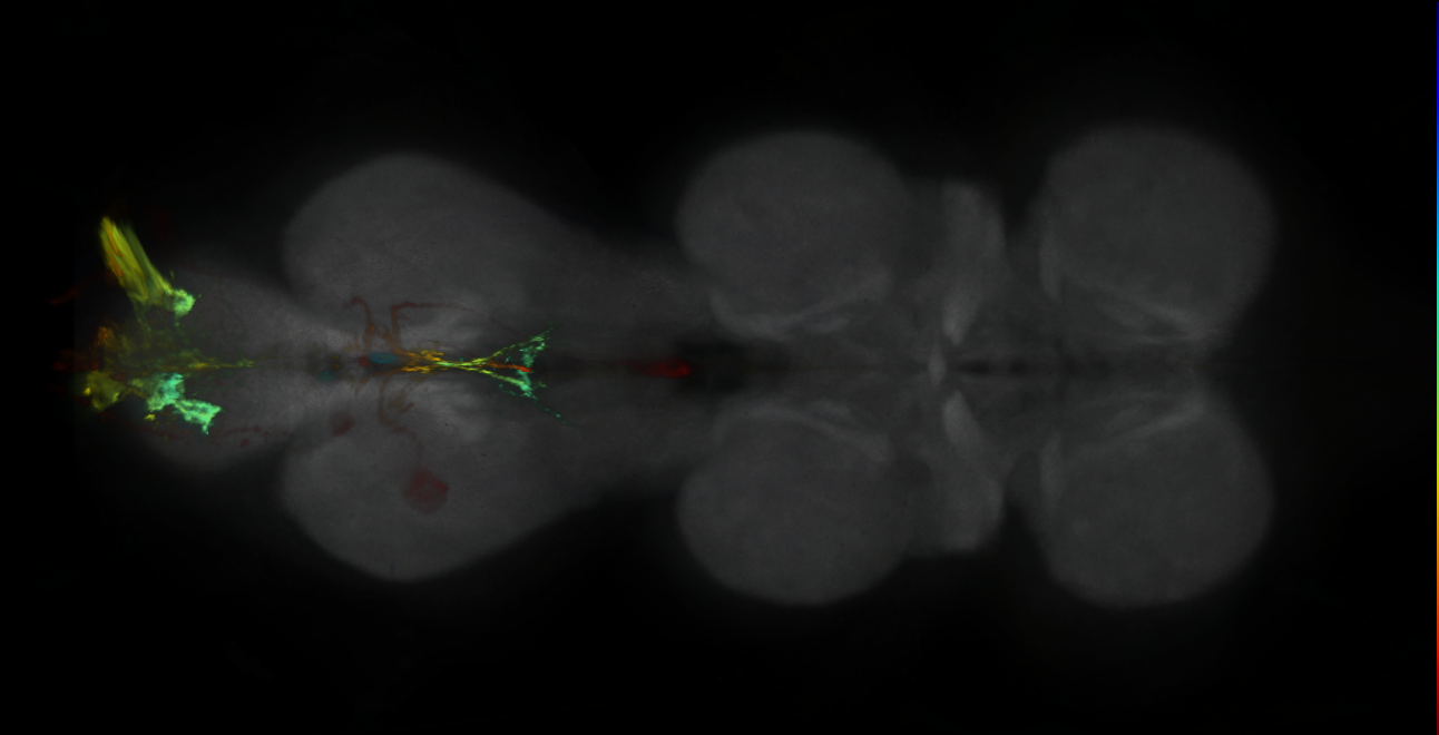 P{GMR16C05-GAL4} expression pattern