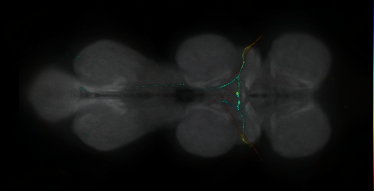 P{GMR16C09-GAL4} expression pattern