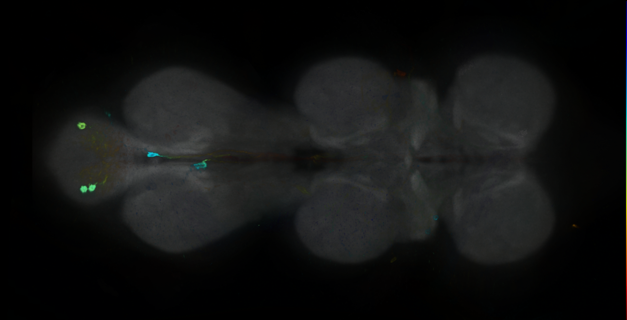 P{GMR16D01-GAL4} expression pattern