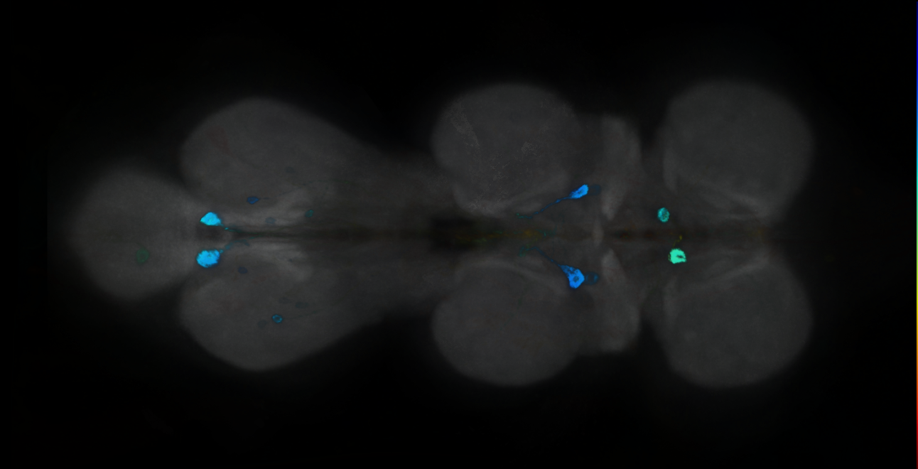 P{GMR16D02-GAL4} expression pattern