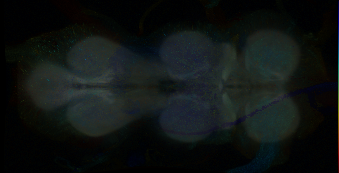P{GMR16D03-GAL4} expression pattern