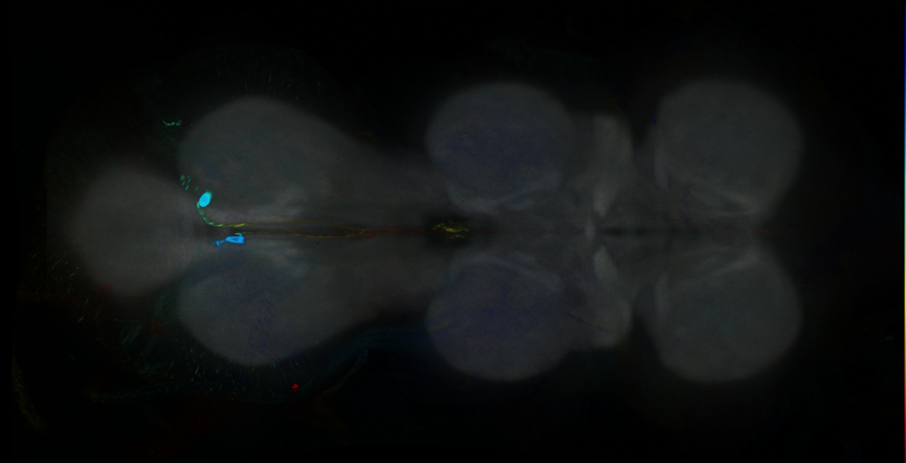 P{GMR16D04-GAL4} expression pattern