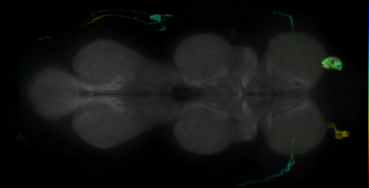 P{GMR16D05-GAL4} expression pattern