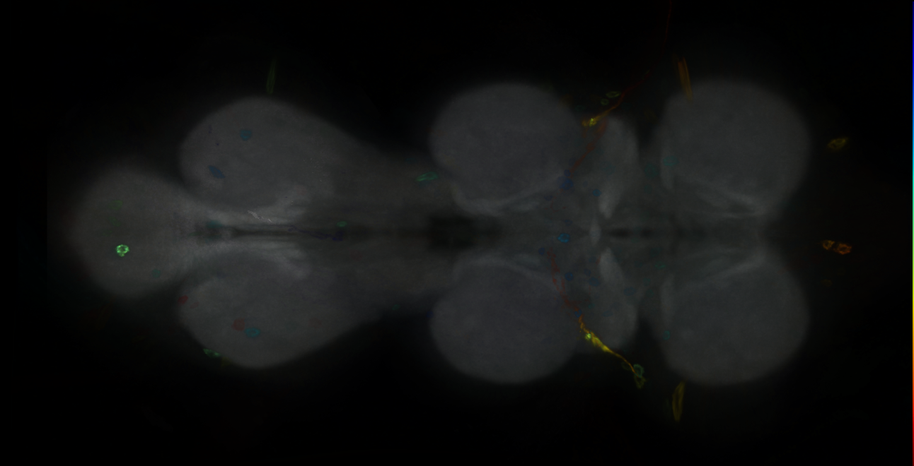 P{GMR16D06-GAL4} expression pattern