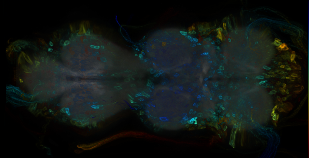 P{GMR16D07-GAL4} expression pattern