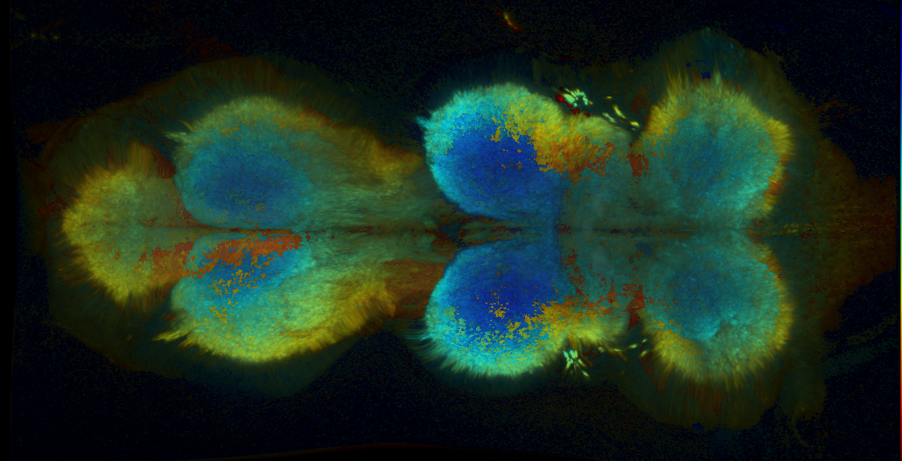 P{GMR16D08-GAL4} expression pattern