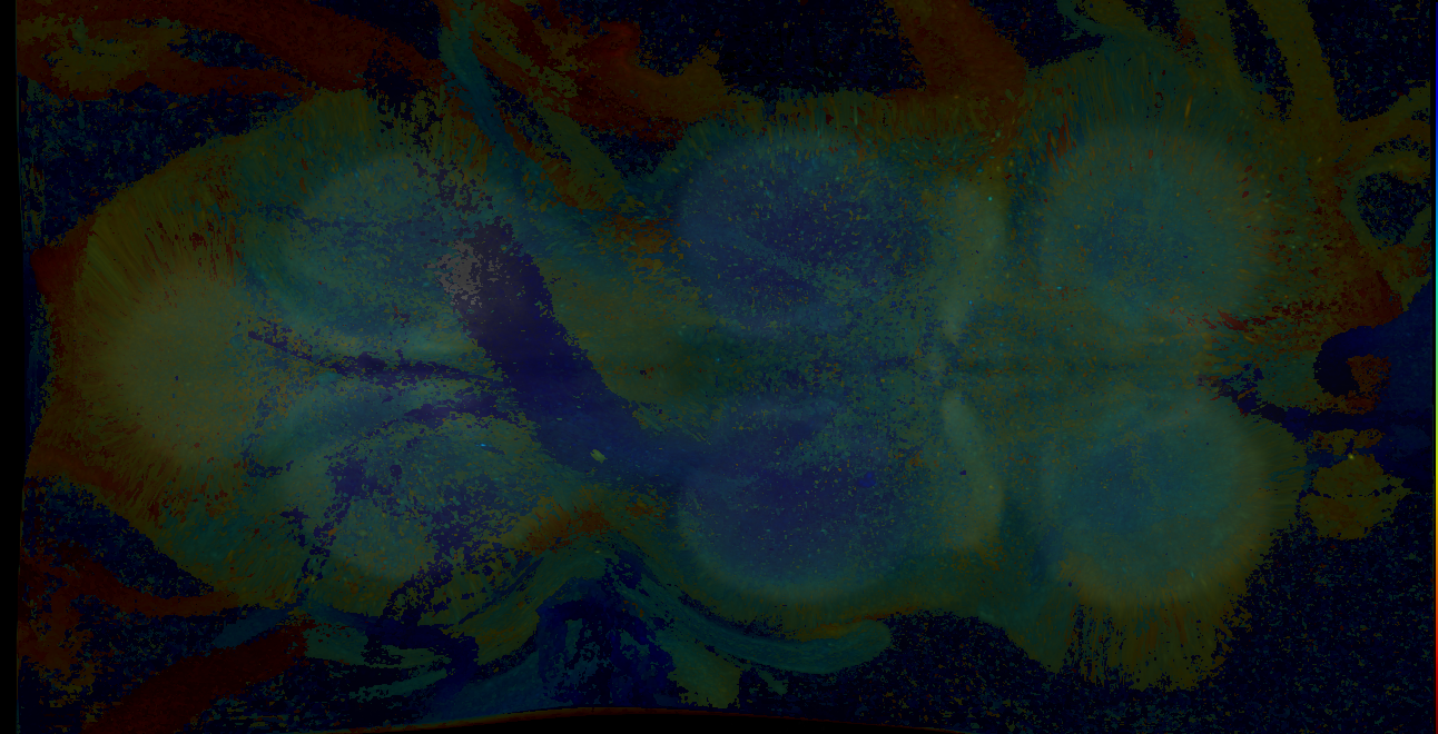 P{GMR16D10-GAL4} expression pattern