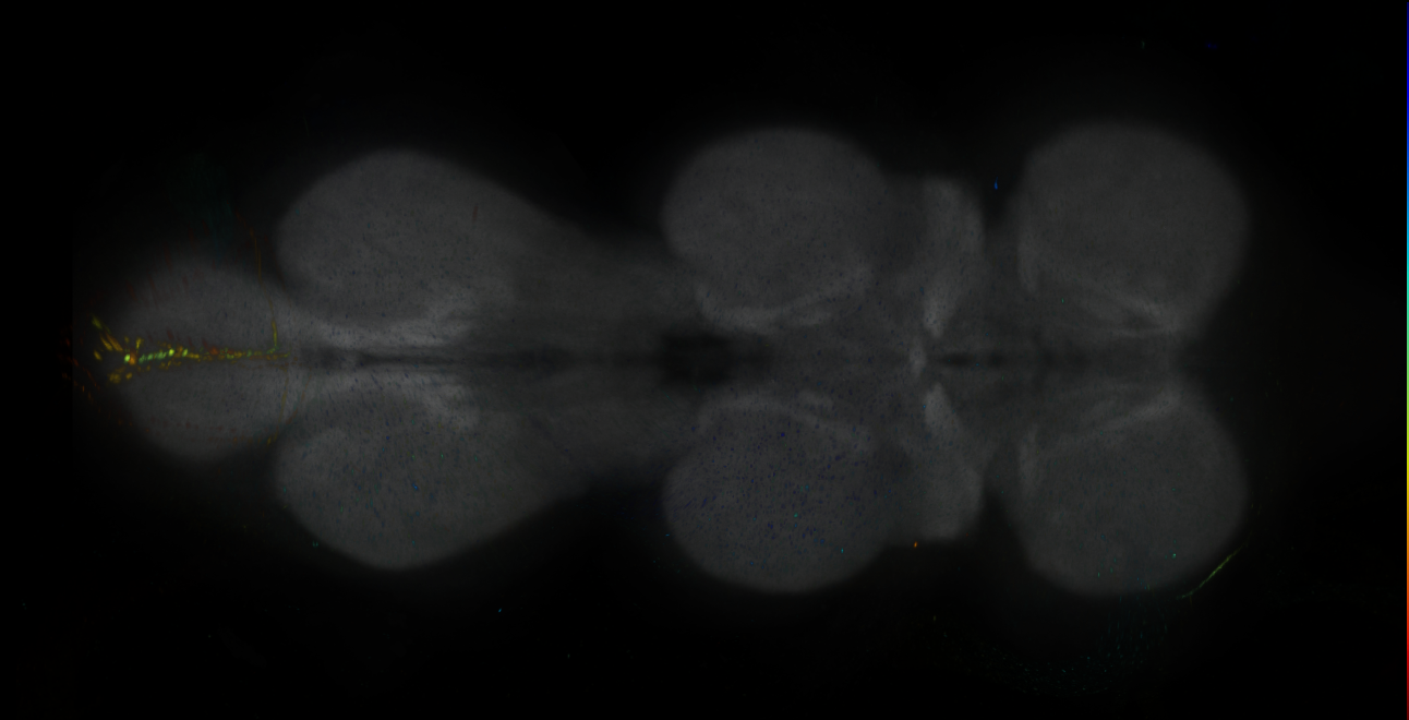 P{GMR16D11-GAL4} expression pattern