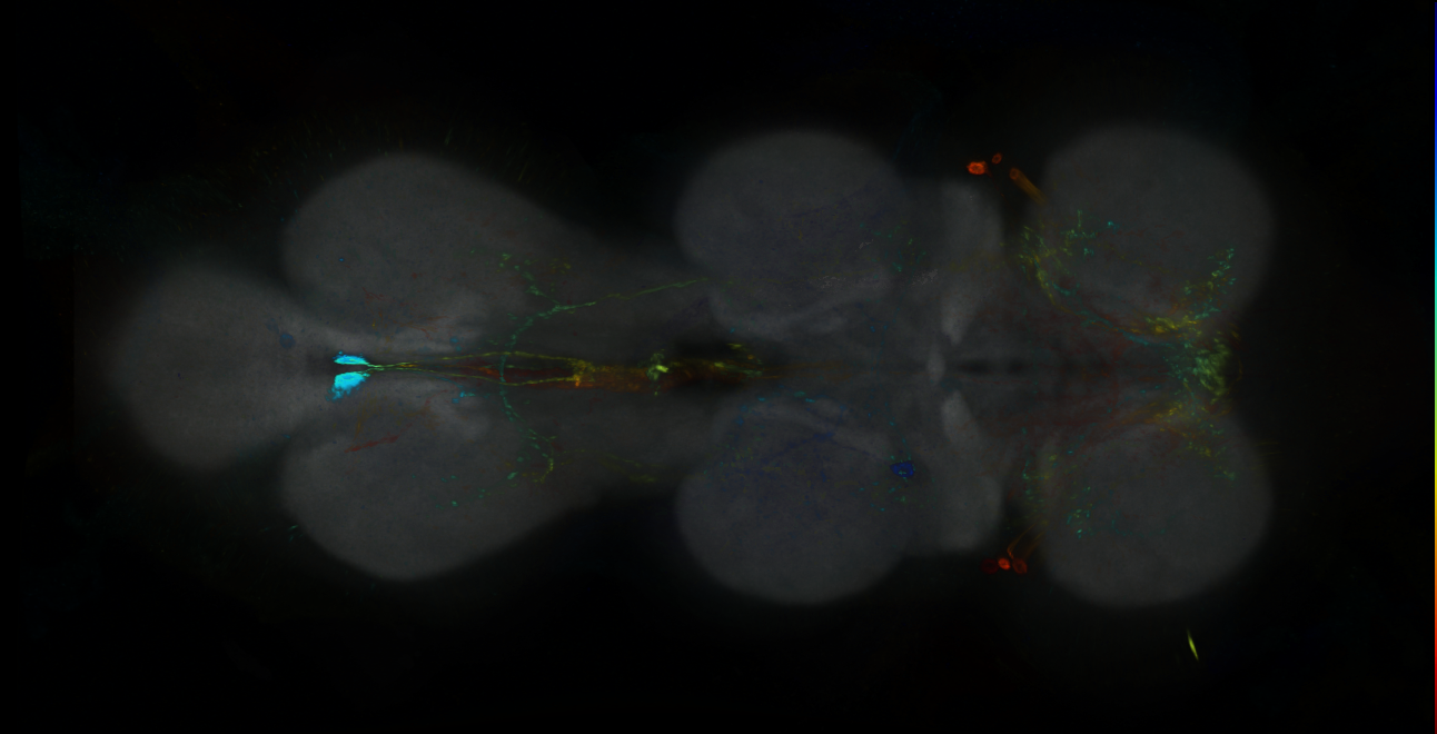 P{GMR16D12-GAL4} expression pattern