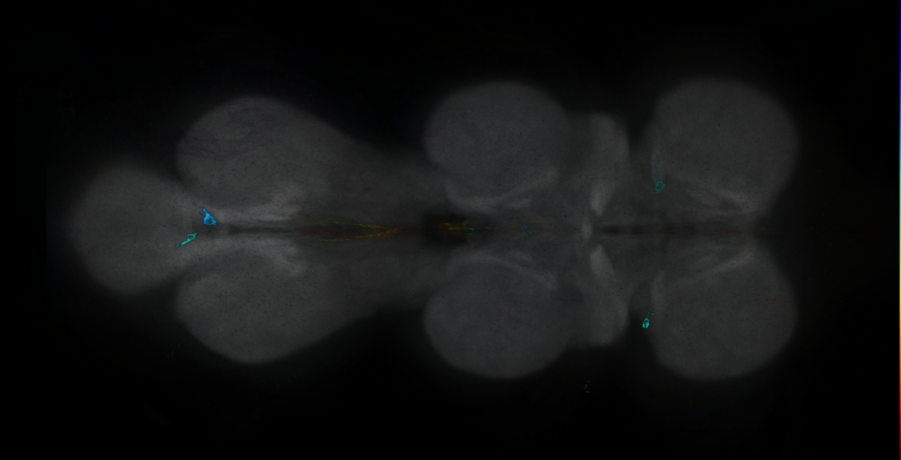 P{GMR16E03-GAL4} expression pattern