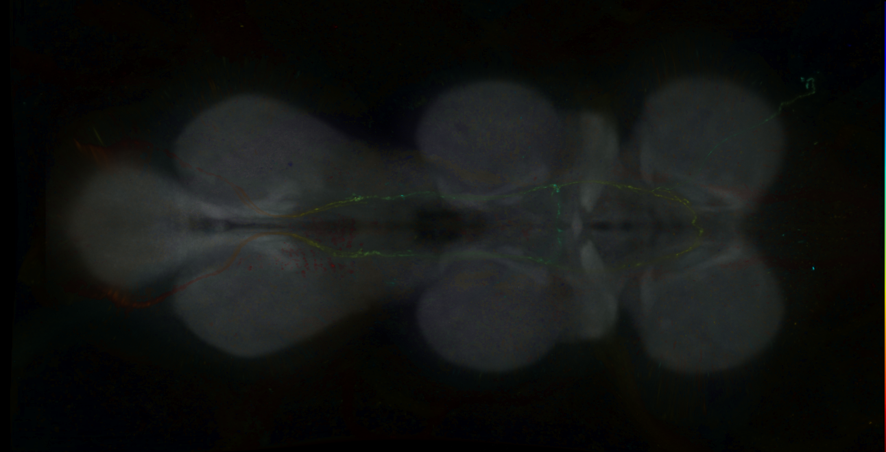 P{GMR16E07-GAL4} expression pattern