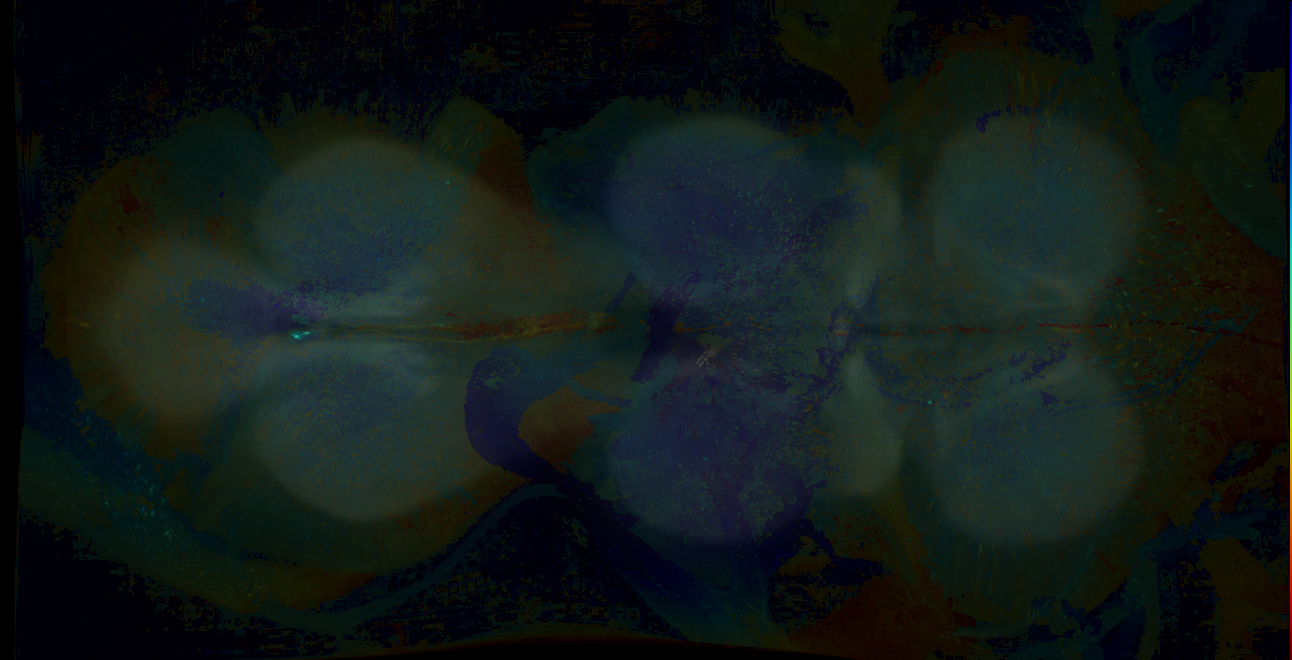 P{GMR16E10-GAL4} expression pattern