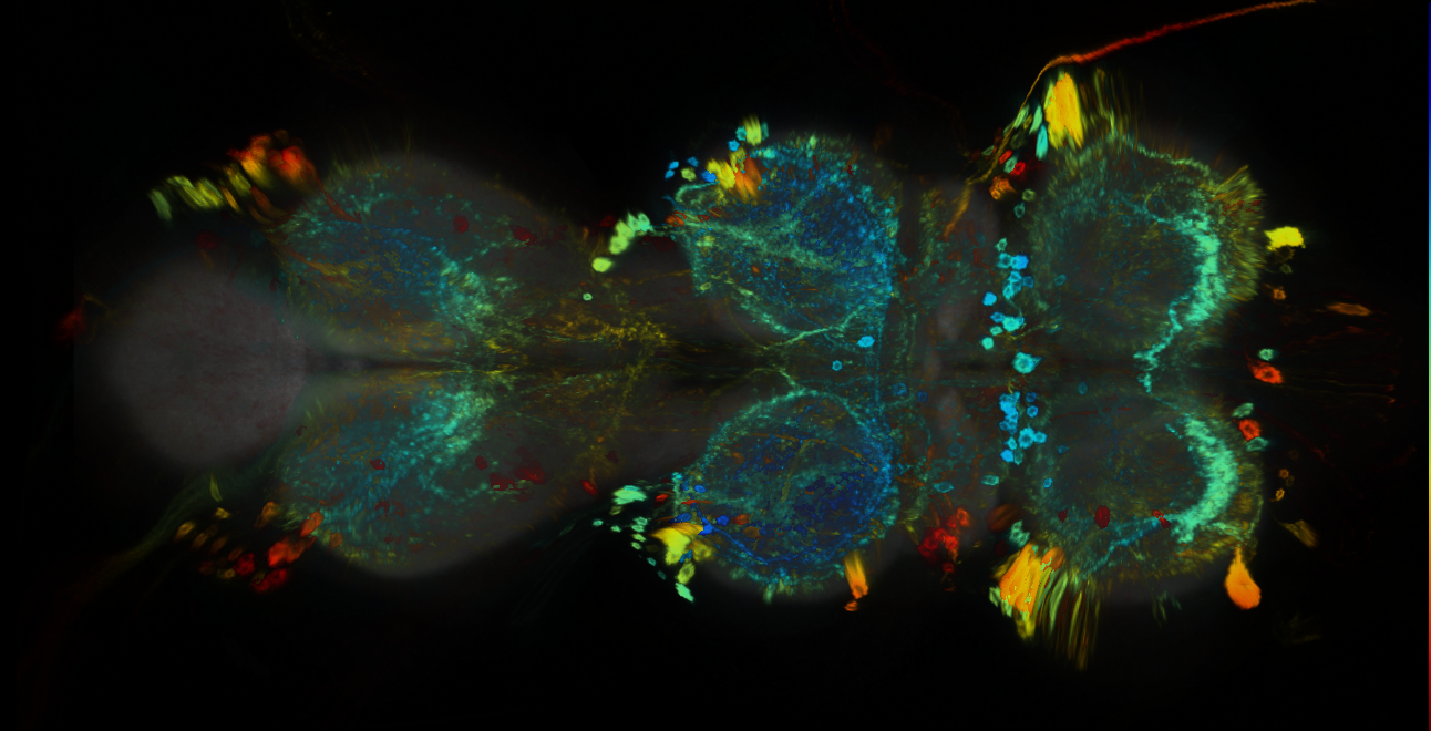 P{GMR16F02-GAL4} expression pattern
