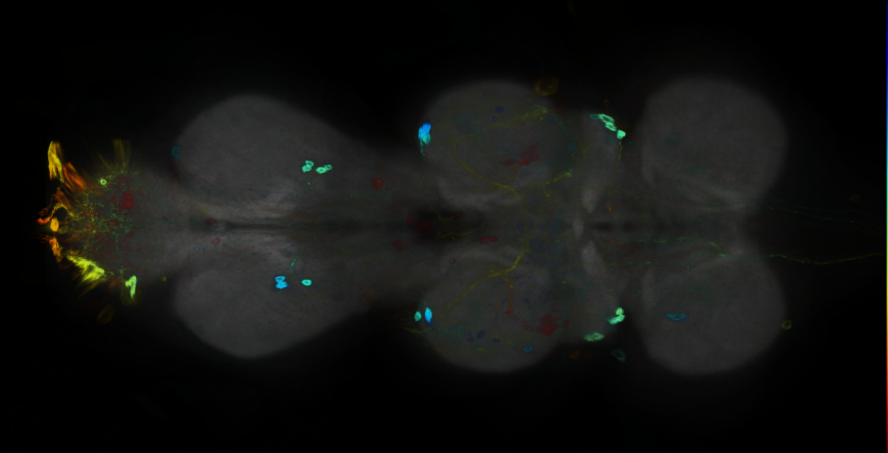 P{GMR16F03-GAL4} expression pattern