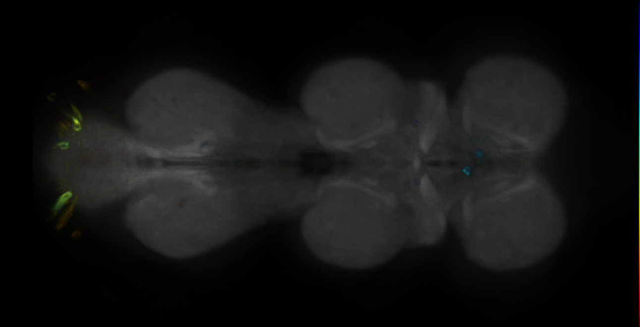 P{GMR16F06-GAL4} expression pattern