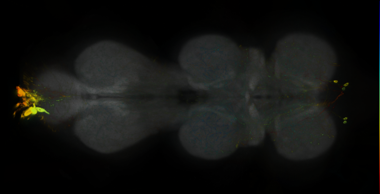 P{GMR16F08-GAL4} expression pattern
