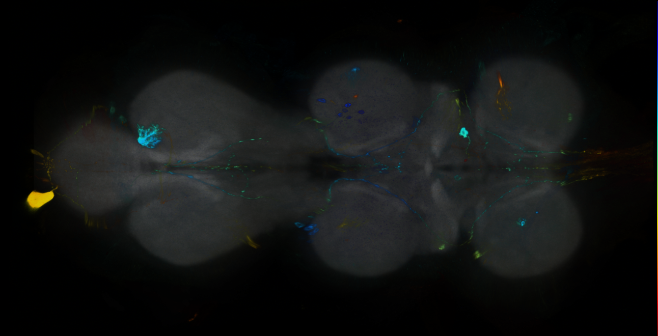P{GMR16F09-GAL4} expression pattern