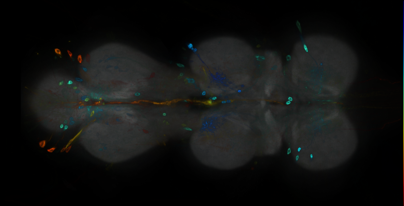 P{GMR16F11-GAL4} expression pattern