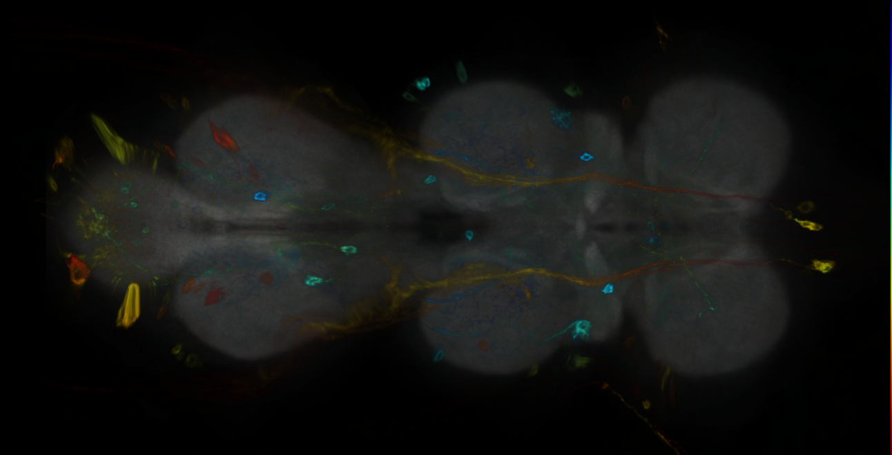 P{GMR16F12-GAL4} expression pattern