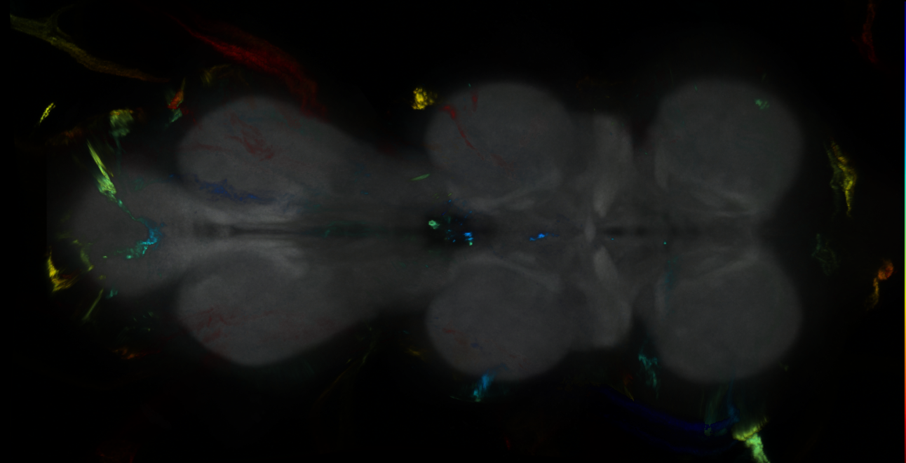 P{GMR16G02-GAL4} expression pattern