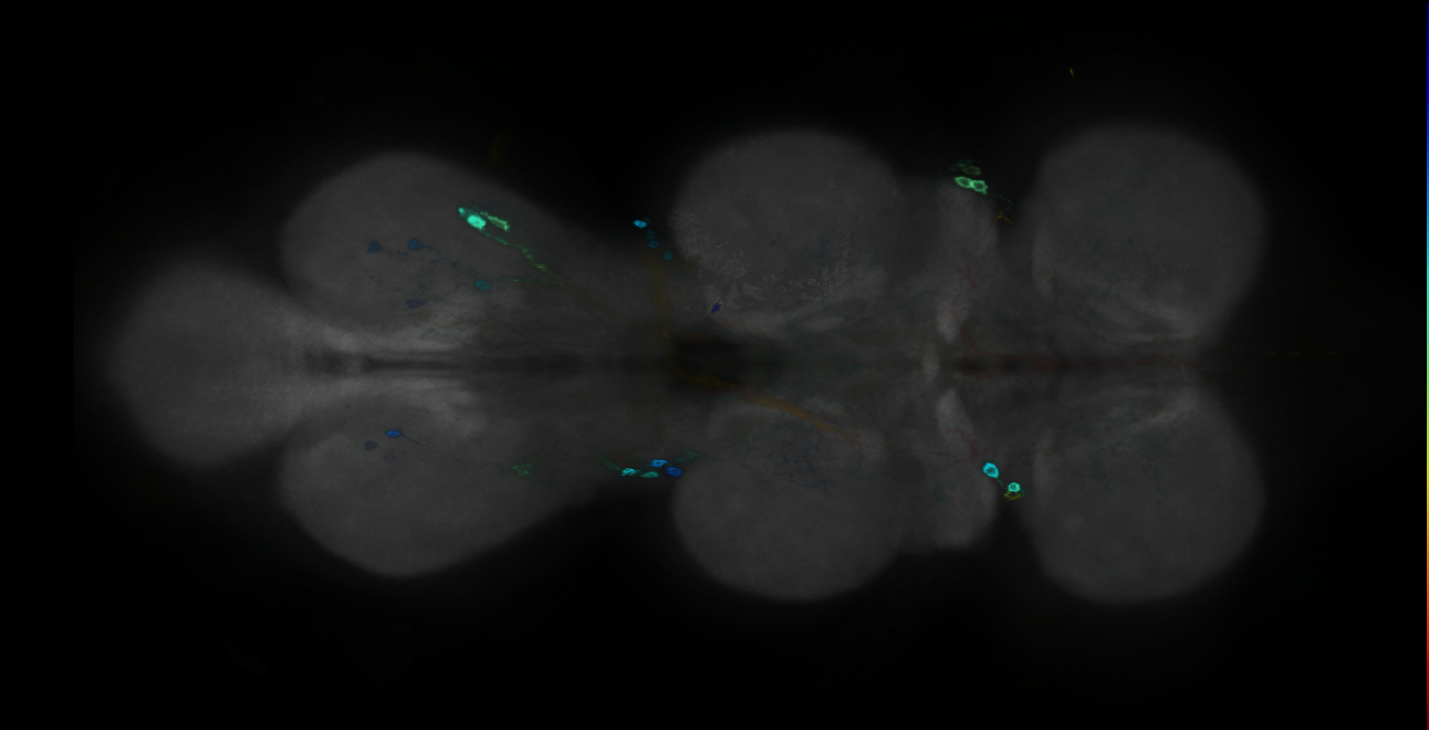P{GMR16G04-GAL4} expression pattern