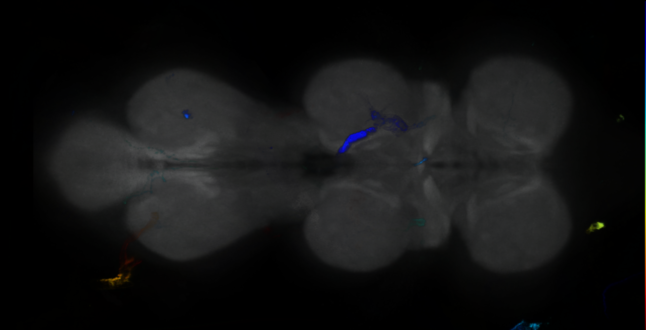 P{GMR16G05-GAL4} expression pattern