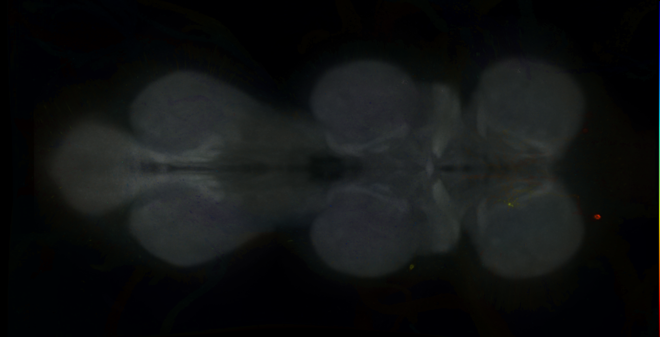 P{GMR16G12-GAL4} expression pattern