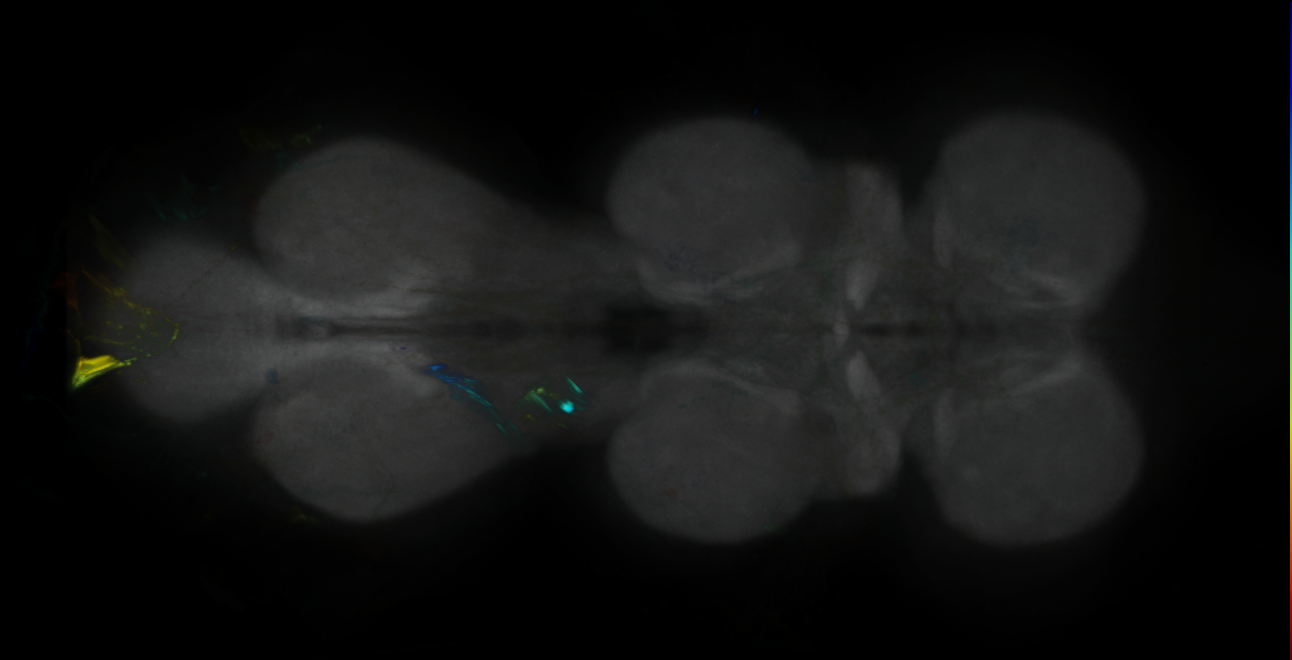 P{GMR16H02-GAL4} expression pattern