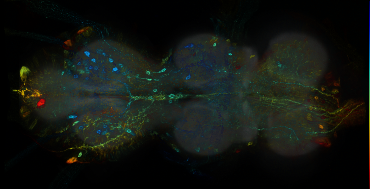 P{GMR16H05-GAL4} expression pattern