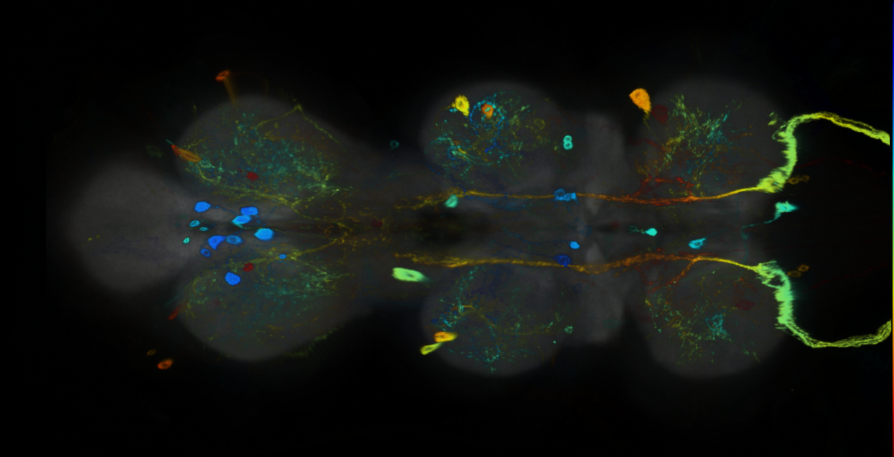 P{GMR16H06-GAL4} expression pattern