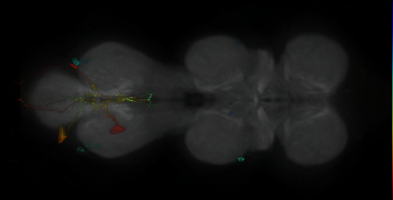 P{GMR16H07-GAL4} expression pattern